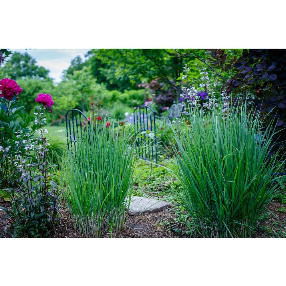 BELL NURSERY 3 Gal. Northwind Switch Grass (Panicum virgatum) Live