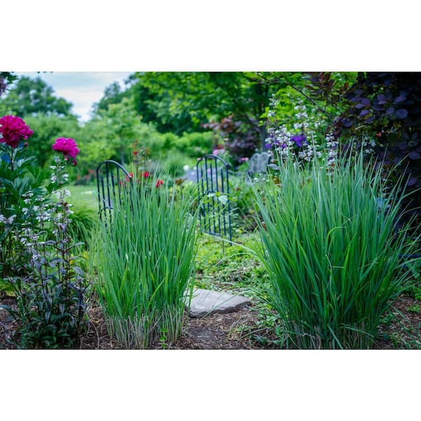 BELL NURSERY 3 Gal. Northwind Switch Grass (Panicum virgatum) Live