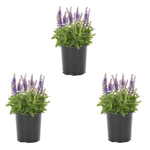 2 Qt. Salvia Apex Blue Perennial Plant (3-Pack)