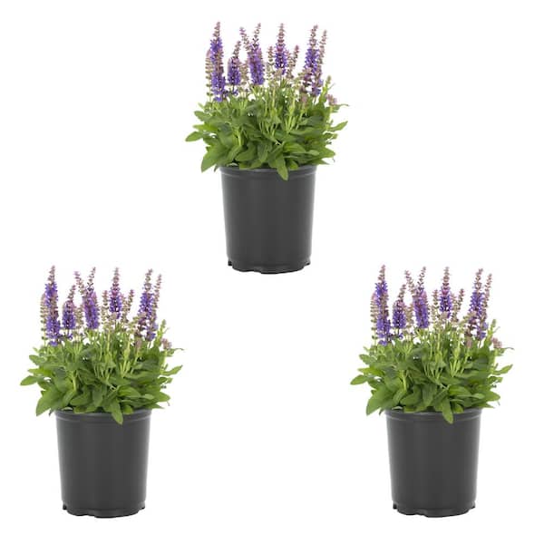 METROLINA GREENHOUSES 2 Qt. Salvia Apex Blue Perennial Plant (3-Pack)