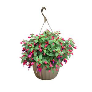 11 in. Fuchsia Annual Hanging Basket with Vibrant Pink and Purple Blooms