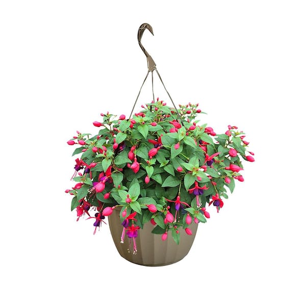Unbranded 11 in. Fuchsia Annual Hanging Basket with Vibrant Pink and Purple Blooms