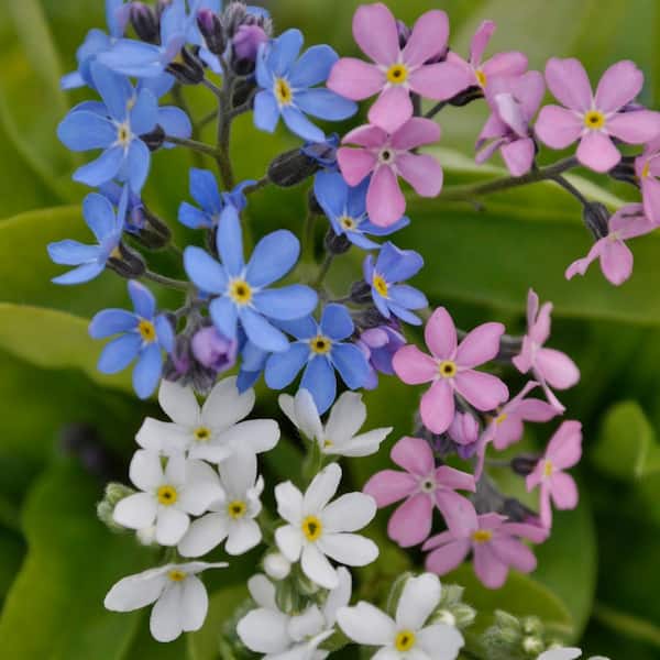 Unbranded. 2.5 qt. Myosotis 'Mon Amie' Mix Perennial Plant with