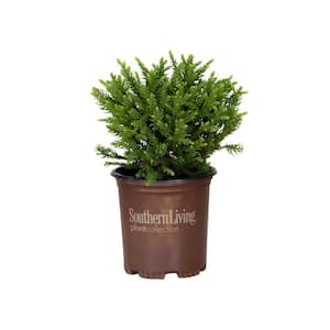 SOUTHERN LIVING 2 Gal. Clarity Blue Dianella Plant with Grass-Like