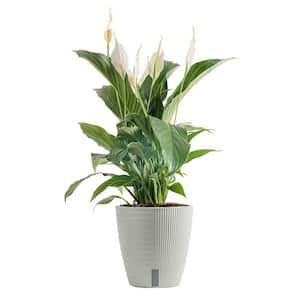 Spathiphyllum Peace Lily Indoor Plant in 6 in. Self-Watering Planter, Average Shipping Height 1-2 ft. Tall