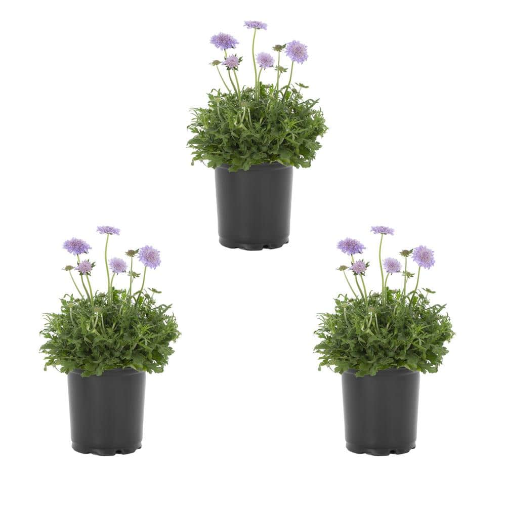 METROLINA GREENHOUSES 2 Qt. Blue Scabiosa Pincushion Flower Butterfly ...