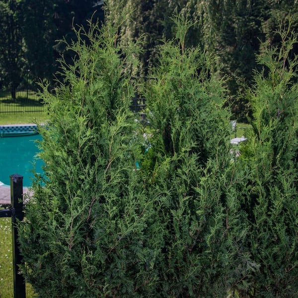 Proven Winners 1 Gal. Sasquatch Dark Green Arborvitae (Thuja