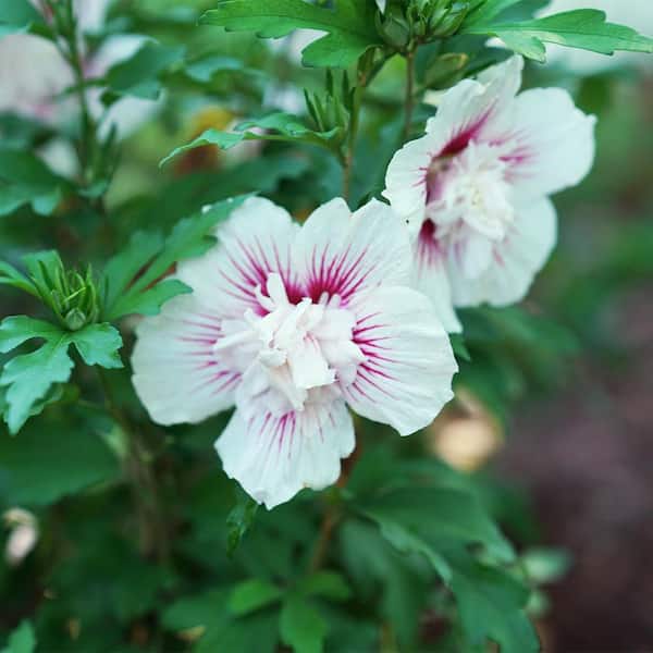 PROVEN WINNERS 2 Gal. Starblast Chiffon Rose of Sharon (Hibiscus
