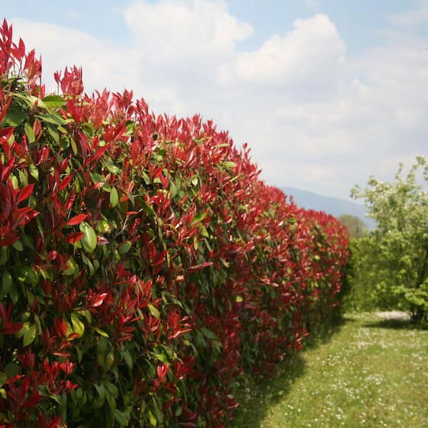 bells of ireland plant Bells of Ireland, Packet (100 Seeds) main image 0