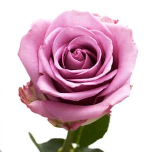 GlobalRose Fresh Pink Roses Bulk (100 Stems)
