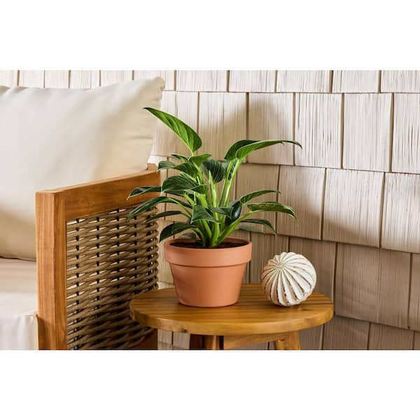 blushing philodendron wiki Philodendron squamicaule Blushing — Ecuagenera Orquídeas del Ecuador