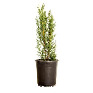 2.5 Qt. Italian Cypress, Live Evergreen Tree, Narrow Columnar Growth