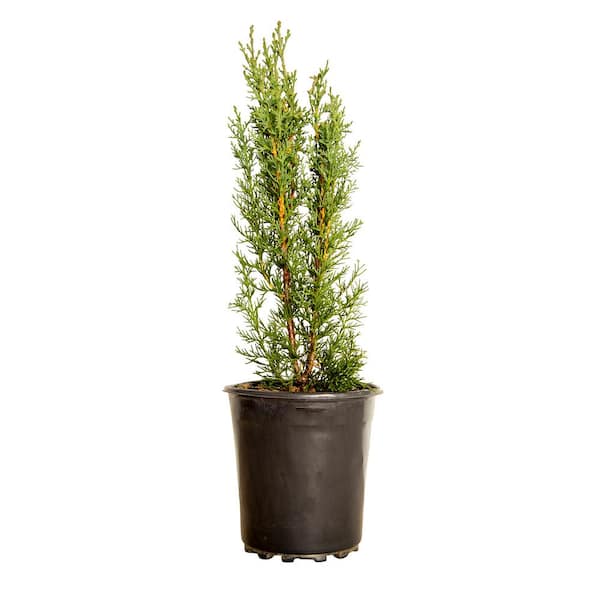 FLOWERWOOD 2.5 Qt. Italian Cypress, Live Evergreen Tree, Narrow Columnar Growth
