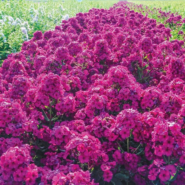 DIRECT GARDENING Raving Beauty Garden Phlox Pink Flowering Dormant Bare Root Perennial Starter Plant Roots (2-Pack)