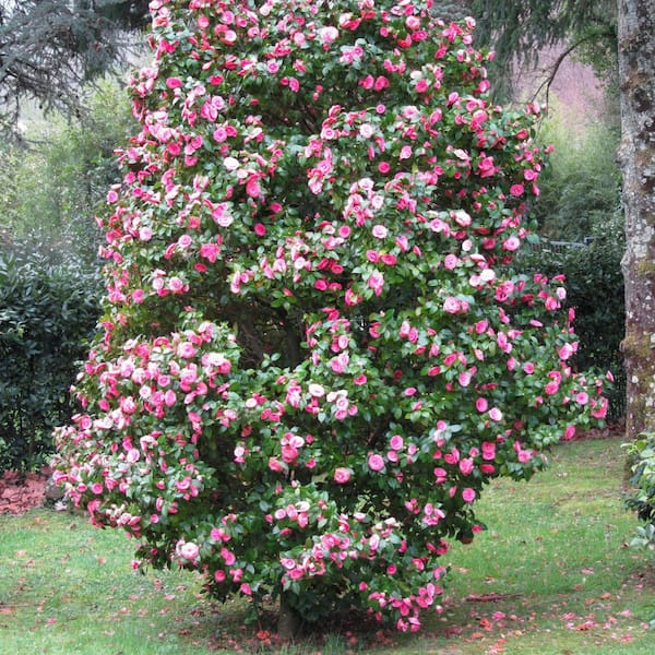 national PLANT NETWORK 1 gal. Camellia Pink Perfection Live Shrub