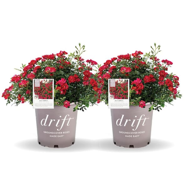 Drift 3 Gal. Red Drift Rose Bush with Red Flowers (2-Pack)