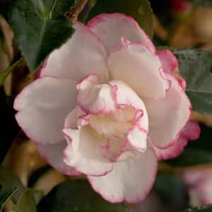 2.5 Qt. October Magic Inspiration Camellia (Sasanqua) - Live Evergreen Shrub with White Blooms with Magenta Edges