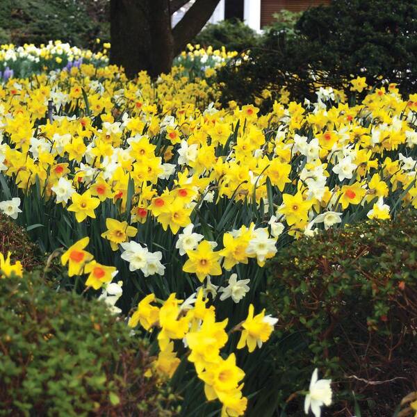 Van Bourgondien Multi-Colored Large Cupped Daffodil Bulb Mixture 25 ...