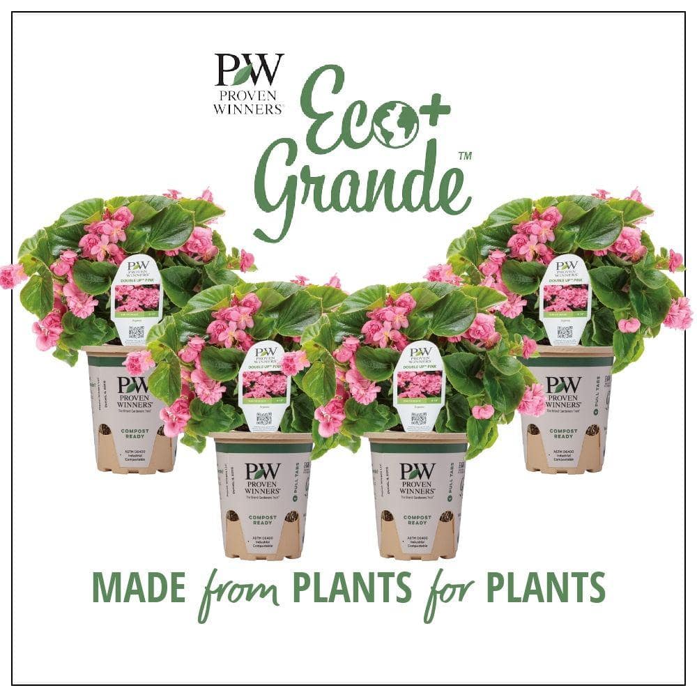 PROVEN WINNERS 4.25 in. Eco+Grande, Double Up Pink (Begonia), Live