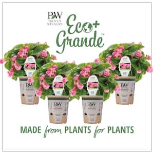 4.25 in. Eco+Grande, Double Up Pink (Begonia), Live Plant, Pink Flowers (4-Pack)