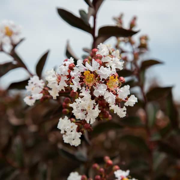 2 Gal. Delta Moonlight Crape Myrtle, Live Deciduous Shrub/Tree, Burgundy Foliage , White Blooming