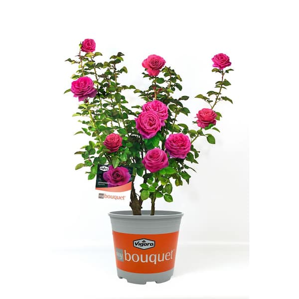 2 Gal. Legend Of Rossi Rose with Hot Pink Flowers