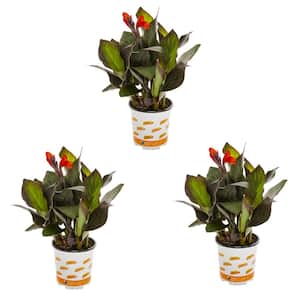 2 Qt. Canna Lily Cannova Bronze Orange Perennial Plant (3-Pack)