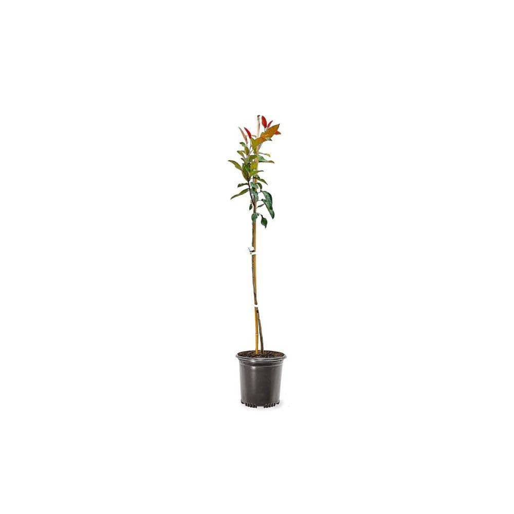 1 Gal. Sugar Tyme Crabapple Tree CRASUG01G - The Home Depot