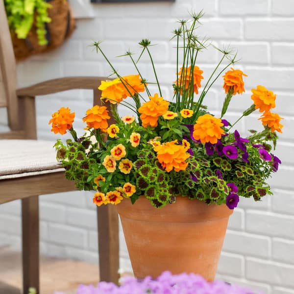 Vigoro 2 QT Crossandra Firecracker Flower 'Orange Marmalade