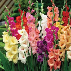 Gladiolus Colossal Large Sized Flowering Rainbow Mixed Bulbs (Set of 12)