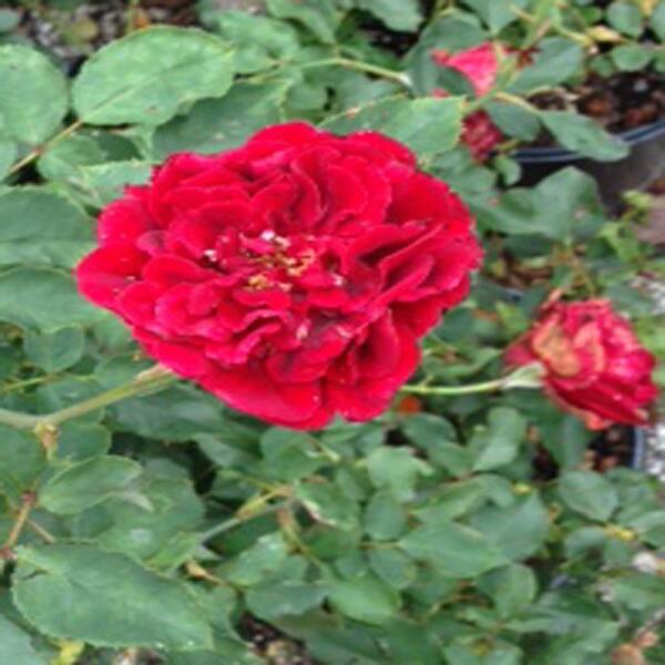 OnlinePlantCenter 2 gal. Red Don Juan Rose Plant
