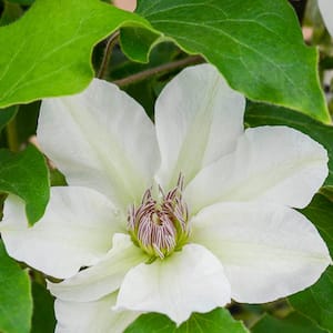Kitty Clematis Vine White Flowering Dormant Bare Root Perennial Starter Plant (1-Pack)