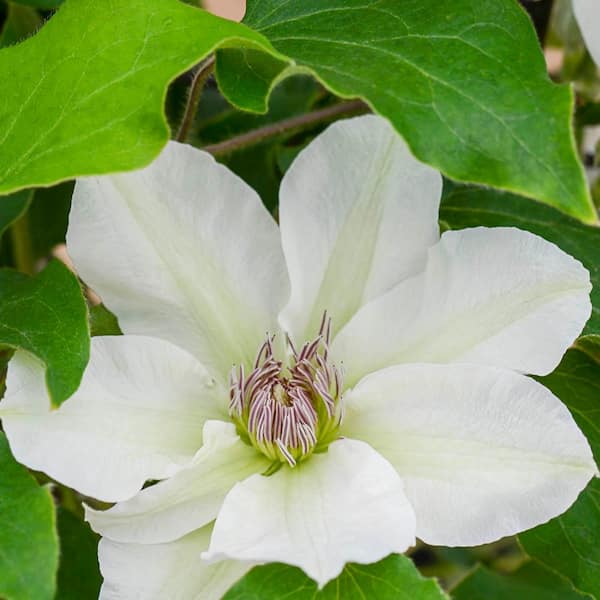 Spring Hill Nurseries Kitty Clematis Vine White Flowering Dormant Bare Root Perennial Starter Plant (1-Pack)