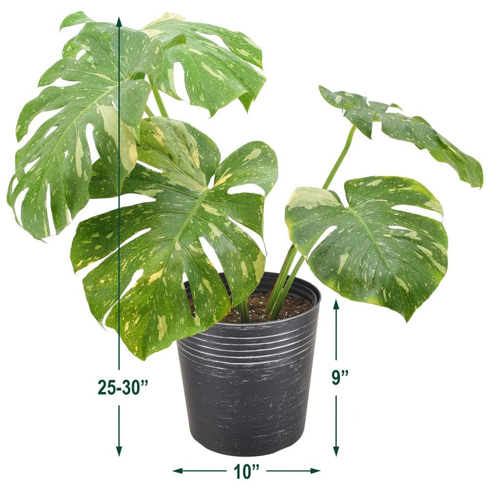 Large Variegated Monstera Thai Constellation in Black Planter