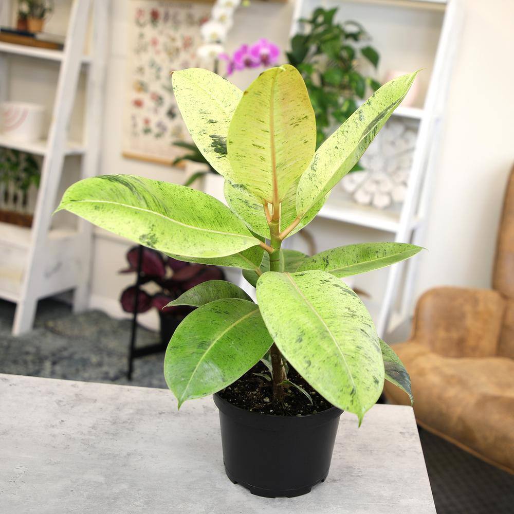Shivereana Variegated Rubber Plant in Black Plastic Pot