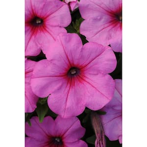 1.5 PT. Pink Passion Easy Wave Petunia Annual Plant with Pink Flowers (5-Pack)