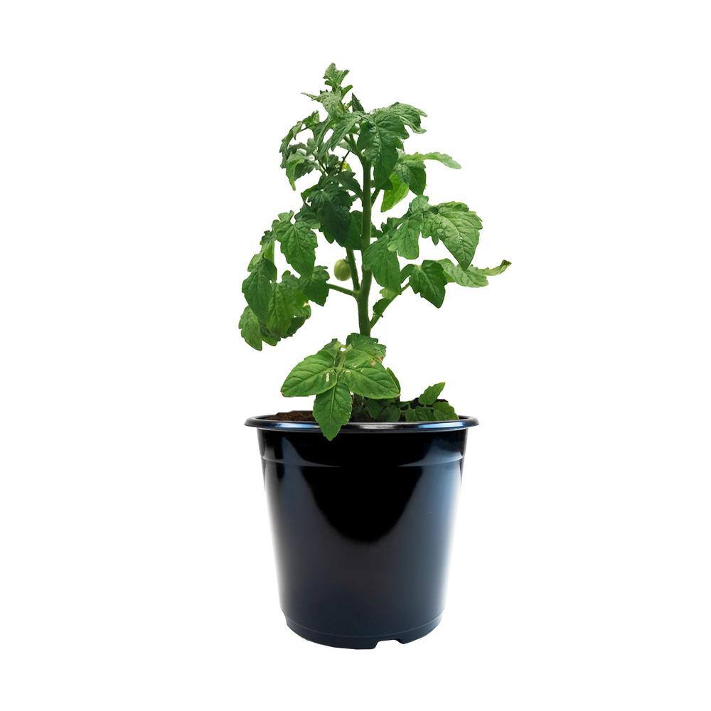 Black Plastic Small Round Nursery Pots Set of 12