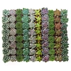 2 in. Rosette Succulent (Collection of 100)