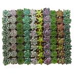 2 in. Rosette Succulent (Collection of 32)