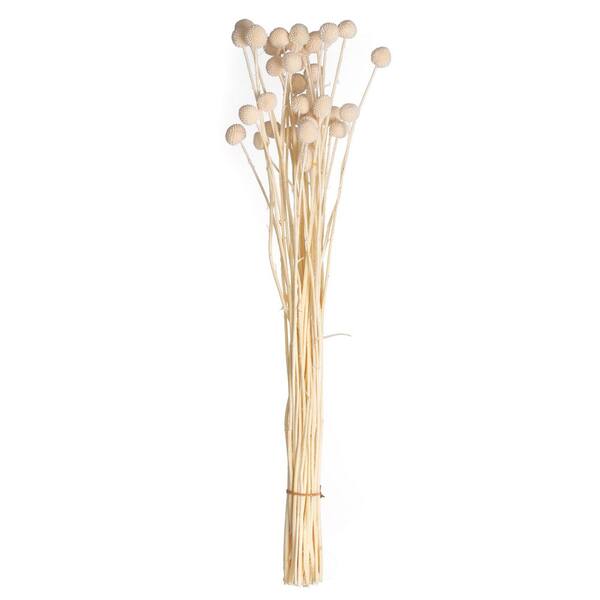 Uniquewise 20-Pieces Natural Dried Billy Ball Flowers Craspedia Bouquet for Home Party and Wedding for Vases, Off White