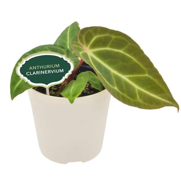 4 in. Anthurium Clarinervium Plant in Beige Pot Cover Planter