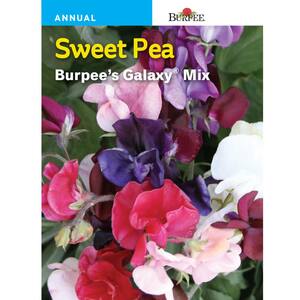 Sweet Pea Galaxy Mix Seed