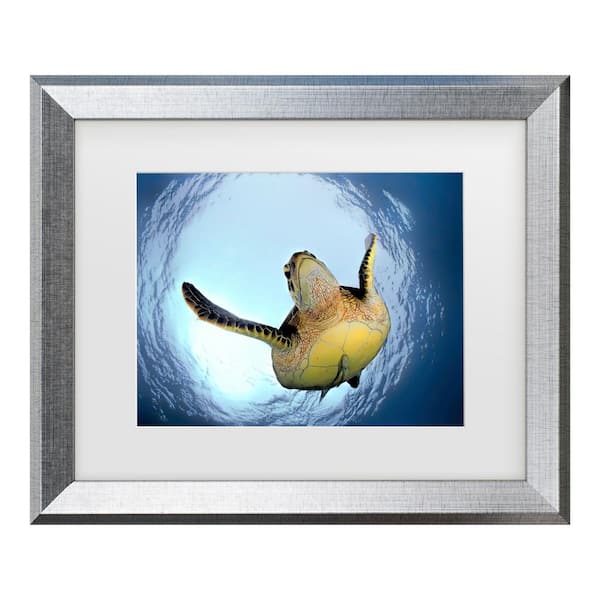 Trademark Fine Art Henry Jager Green Turtle in Snells Window Matted Framed Photography Wall Art 19.5 in. x 23.5 in.