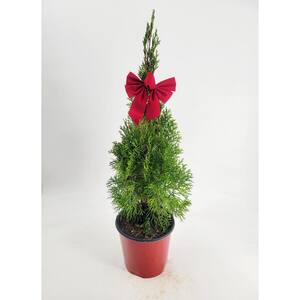 Thuja 1 g 8 in. Red Pot and Bow