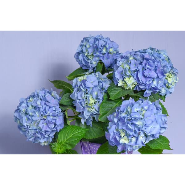 Pennington 1 Gal. Hydrangeas Early Blue Live Perennial Plant (1-Pack)