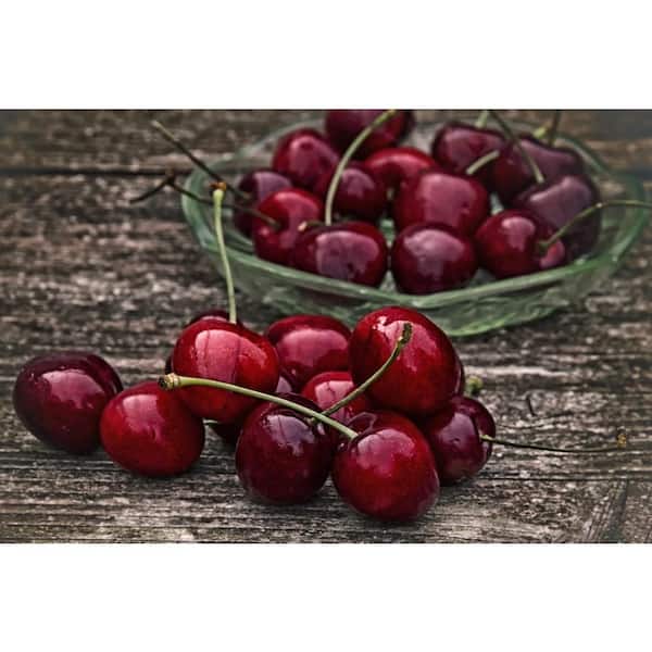 Online Orchards Dwarf Bing Cherry Tree Bare Root