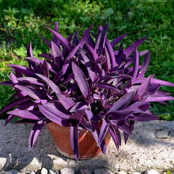 buy cheese plant Monstera Deliciosa – Swiss Cheese Plant
