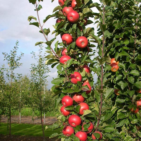 Gurney's Tasty Red Fruit Snacks Columnar Apple Potted Fruit Tree
