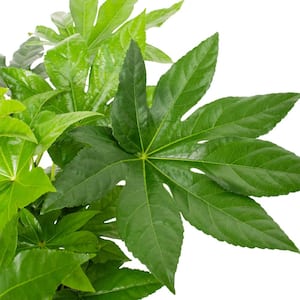 2 Gal. Green Fatsia Plant in Black Grower's Pot