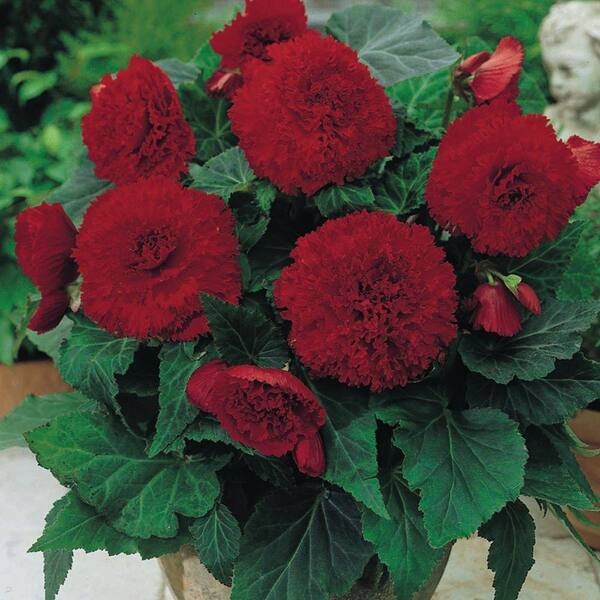 Unbranded Begonia Ruffled Red Dormant Bulbs (4-Pack)